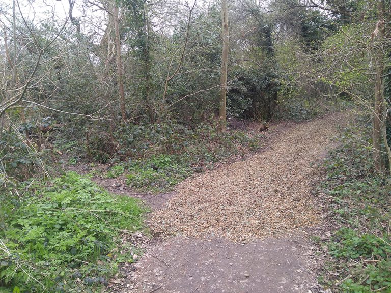 Woodland path covered with a layer of woodchip