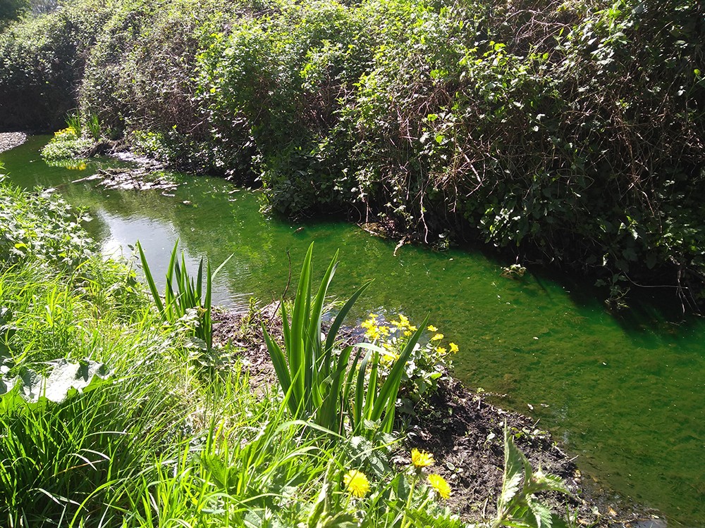 Stream looking luminous green