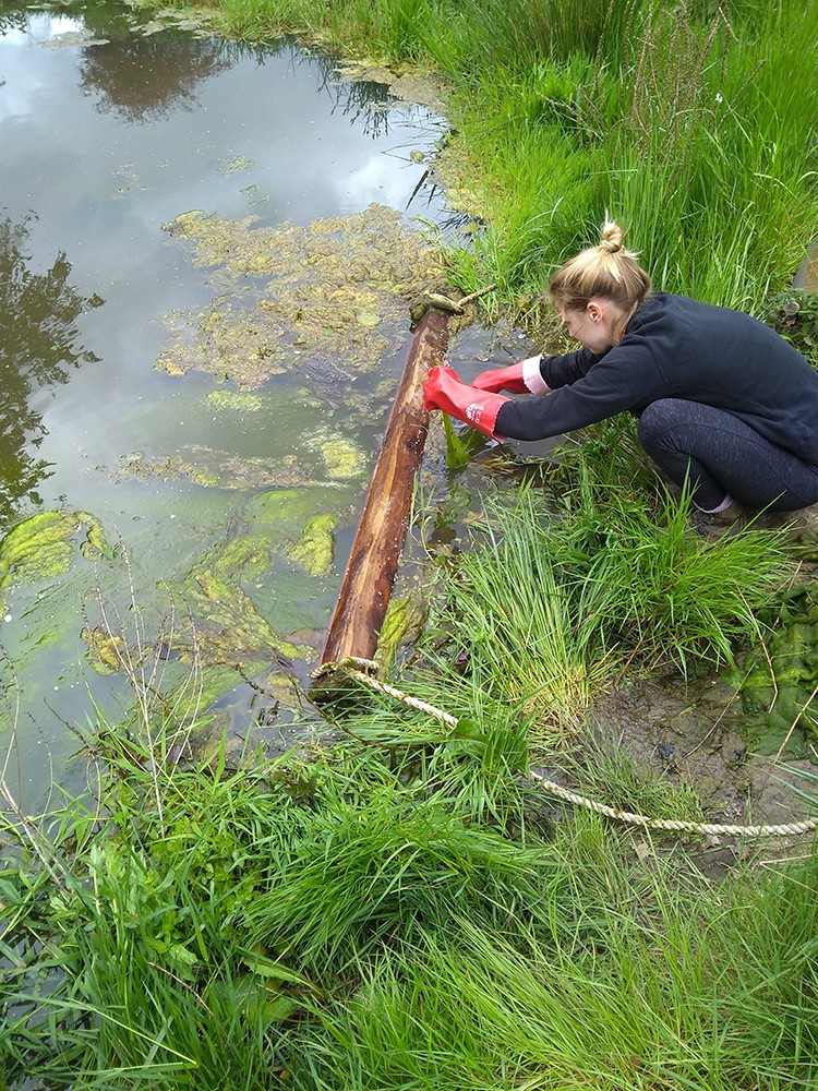 Volunteer carefully ensuring frog and toad spawn aren't caught in the algae clearance