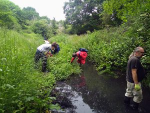 Volunteers in the stream hunting for Himalayan Balsam
