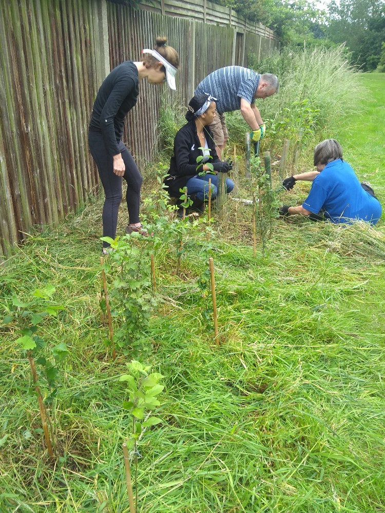 Volunteers clearing carefully around saplings