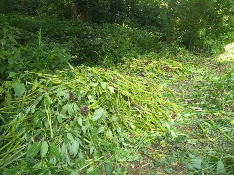 Piles of pulled up balsam