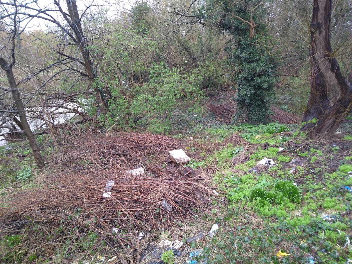 Woodland area covered in litter