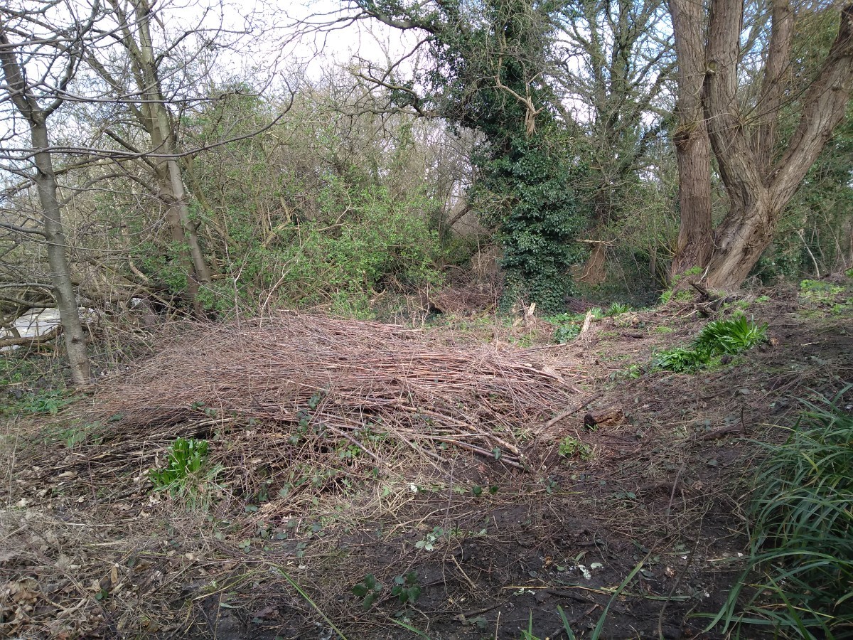 Woodland area now clear of litter